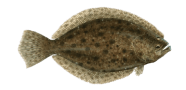 Southern Flounder image