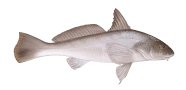 Southern Kingcroaker image