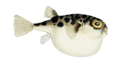 Southern Pufferfish image