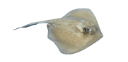 /fish-species/southern-stingray