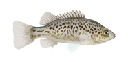 Spangled Perch image