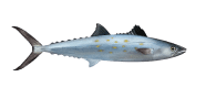 Spanish Mackerel image