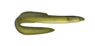 Speckled Longfin Eel image