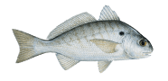 Spot Croaker image