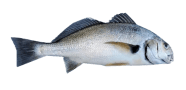 Spotfin Croaker image