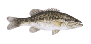 /fish-species/spotted-bass