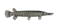 /fish-species/spotted-gar