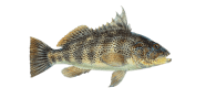/fish-species/spotted-sand-bass