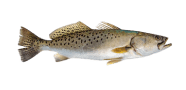 Spotted Seatrout image