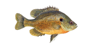 Spotted Sunfish image