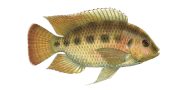 Spotted Tilapia image