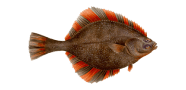 /fish-species/starry-flounder