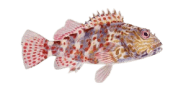 Stocky Hawkfish image