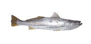 /fish-species/stolzmanns-weakfish