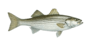 /fish-species/striped-bass