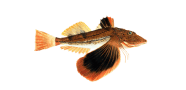 Striped Searobin image