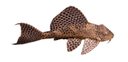 Suckermouth Catfish image