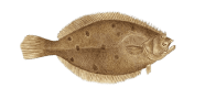 /fish-species/summer-flounder