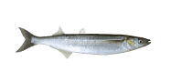 Surf Smelt image