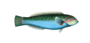 Surge Wrasse image