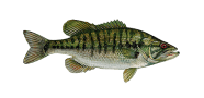 /fish-species/suwannee-bass
