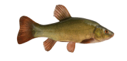 Tench image