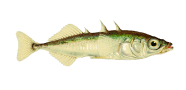 Threespine Stickleback image