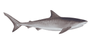 Tiger Shark image