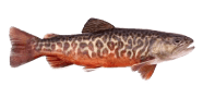Tiger Trout image