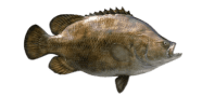 Tripletail image