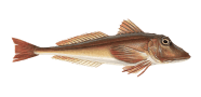 /fish-species/tub-gurnard