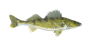 /fish-species/walleye