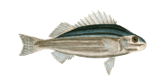 Western Striped Grunter image