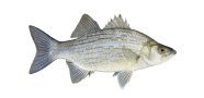 /fish-species/white-bass