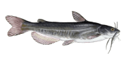 White Bullhead image