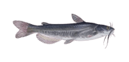 White Catfish
