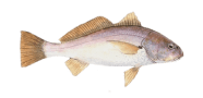 White Croaker image
