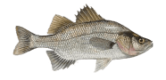 White Perch image