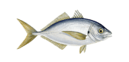 White Trevally