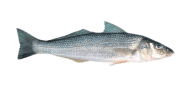/fish-species/winter-whiting