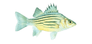 Yellow Bass