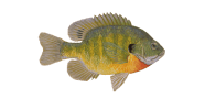/fish-species/yellow-belly-bream