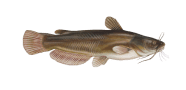 Yellow Bullhead