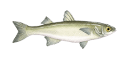 /fish-species/yellow-eye-mullet