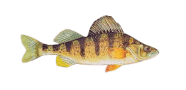 Yellow Perch