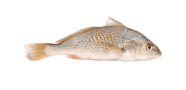 /fish-species/yellowfin-drum