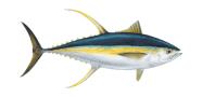 Yellowfin Tuna