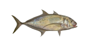 Yellowspotted Trevally image