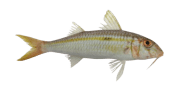 Yellowstripe Goatfish
