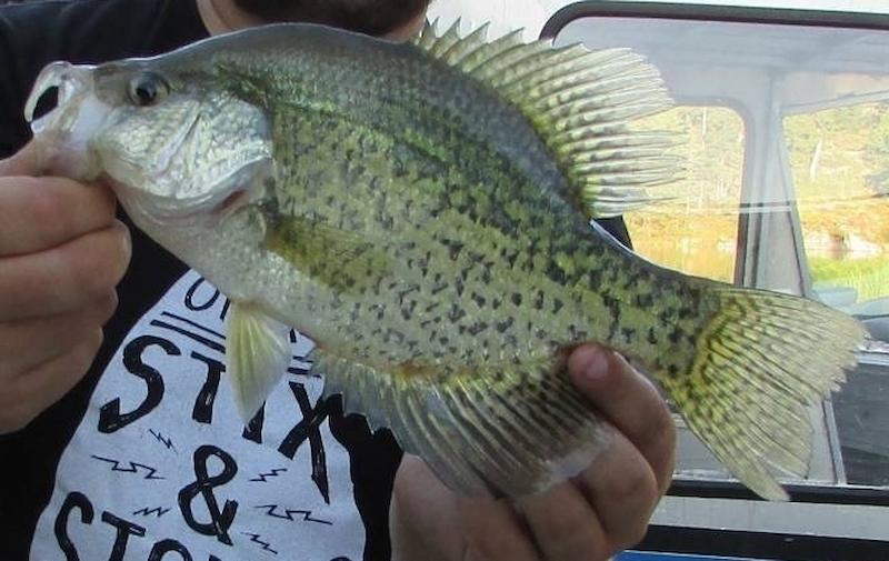 Black Crappie